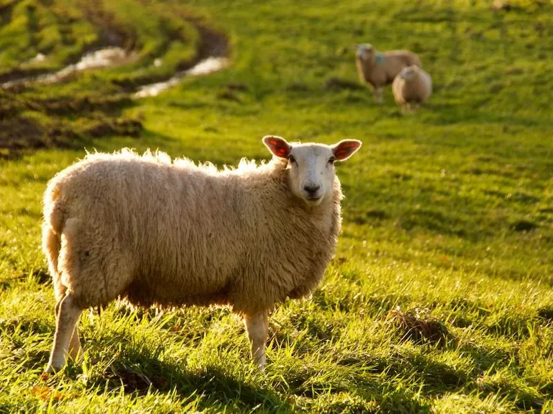 راهنمای جامع خرید گوسفند زنده با قیمت روز در تهران